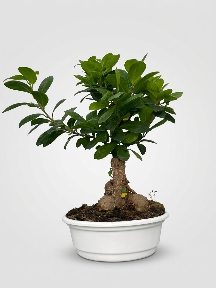 Фикус микрокарпа «Ginseng»